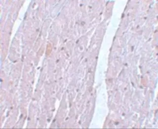 Anti-Apc10 antibody used in IHC (Paraffin sections) (IHC-P). GTX17067