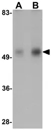 Anti-IDH2 antibody used in Western Blot (WB). GTX17090