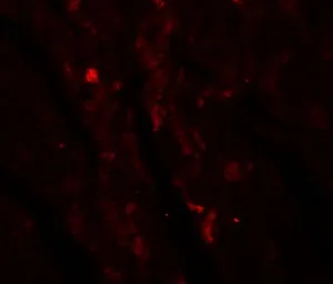 Anti-IDH2 antibody used in IHC (Paraffin sections) (IHC-P). GTX17090