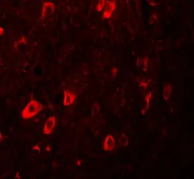 Anti-ZBTB3 antibody used in IHC (Paraffin sections) (IHC-P). GTX17095