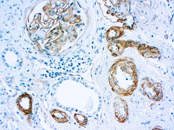 Anti-Laminin antibody [4C7] used in IHC (Paraffin sections) (IHC-P). GTX17107