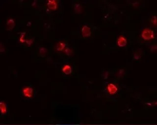 Anti-CD244 antibody used in Immunocytochemistry/ Immunofluorescence (ICC/IF). GTX17115