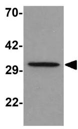 Anti-Apolipoprotein A5 antibody used in Western Blot (WB). GTX17120