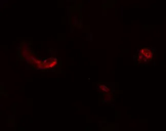 Anti-LEMD3 antibody used in IHC (Paraffin sections) (IHC-P). GTX17158