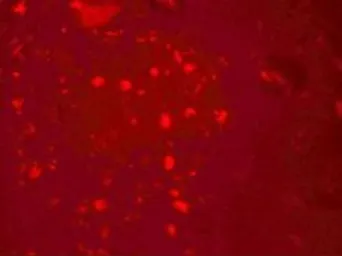 Anti-ZGPAT antibody used in IHC (Paraffin sections) (IHC-P). GTX17161