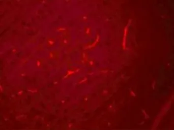 Anti-SIK3 antibody used in IHC (Paraffin sections) (IHC-P). GTX17162