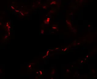 Anti-EMX2 antibody used in IHC (Paraffin sections) (IHC-P). GTX17164