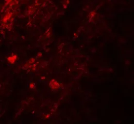 Anti-AIG1 antibody used in IHC (Paraffin sections) (IHC-P). GTX17168