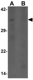Anti-WDR5 antibody used in Western Blot (WB). GTX17169