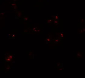 Anti-WDR5 antibody used in Immunocytochemistry/ Immunofluorescence (ICC/IF). GTX17169