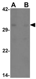 Anti-PHOX2A antibody used in Western Blot (WB). GTX17170