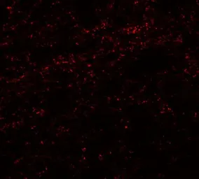 Anti-PHOX2A antibody used in IHC (Paraffin sections) (IHC-P). GTX17170