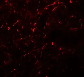 Anti-APBA1 antibody used in IHC (Paraffin sections) (IHC-P). GTX17173