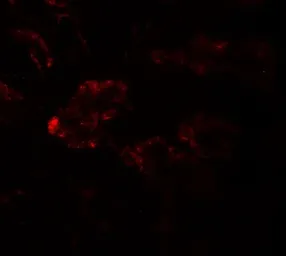 Anti-RAB21 antibody used in IHC (Paraffin sections) (IHC-P). GTX17174