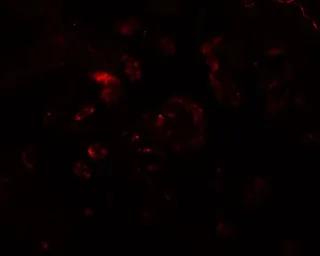Anti-VAMP7 antibody used in IHC (Paraffin sections) (IHC-P). GTX17175