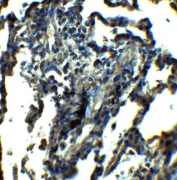 Anti-NDFIP1 antibody used in IHC (Paraffin sections) (IHC-P). GTX17176