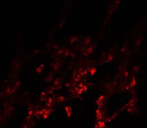 Anti-NDFIP1 antibody used in IHC (Paraffin sections) (IHC-P). GTX17176