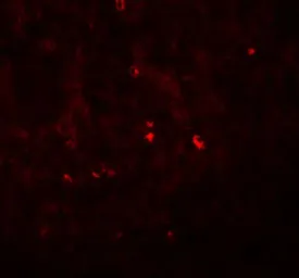 Anti-Angiogenin antibody used in IHC (Paraffin sections) (IHC-P). GTX17177