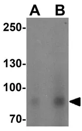 Anti-BCAR3 antibody used in Western Blot (WB). GTX17178