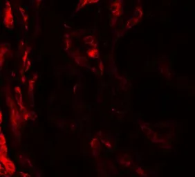 Anti-BCAR3 antibody used in IHC (Paraffin sections) (IHC-P). GTX17178