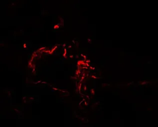 Anti-ACSL1 antibody used in IHC (Paraffin sections) (IHC-P). GTX17180