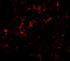 Anti-GDF1 antibody used in IHC (Paraffin sections) (IHC-P). GTX17181