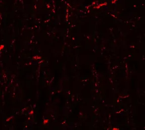 Anti-Cyclin T1 antibody used in IHC (Paraffin sections) (IHC-P). GTX17200
