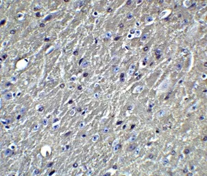 Anti-Apolipoprotein E antibody used in IHC (Paraffin sections) (IHC-P). GTX17206