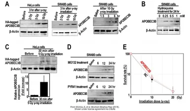 Anti-APOBEC3B antibody used in Western Blot (WB). GTX17214