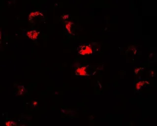 Anti-USP25 antibody used in IHC (Paraffin sections) (IHC-P). GTX17216
