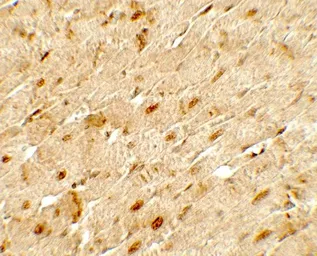 Anti-ANGPTL3 antibody used in IHC (Paraffin sections) (IHC-P). GTX17219