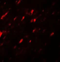 Anti-ANGPTL3 antibody used in IHC (Paraffin sections) (IHC-P). GTX17219