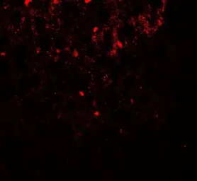 Anti-SHBG antibody used in IHC (Paraffin sections) (IHC-P). GTX17222