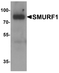 Anti-SMURF1 antibody used in Western Blot (WB). GTX17223