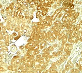 Anti-SMURF1 antibody used in IHC (Paraffin sections) (IHC-P). GTX17223