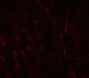 Anti-SPIB antibody used in IHC (Paraffin sections) (IHC-P). GTX17242