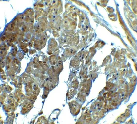 Anti-SPIB antibody used in IHC (Paraffin sections) (IHC-P). GTX17242