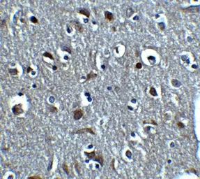 Anti-Relaxin 3 antibody used in IHC (Paraffin sections) (IHC-P). GTX17243
