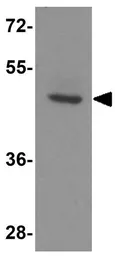 Anti-LANCL2 antibody used in Western Blot (WB). GTX17258