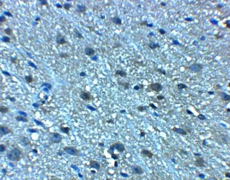 Anti-LANCL2 antibody used in IHC (Paraffin sections) (IHC-P). GTX17258