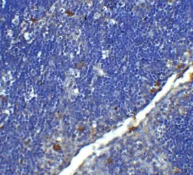 Anti-CD4 antibody [9H5A8] used in IHC (Paraffin sections) (IHC-P). GTX17277