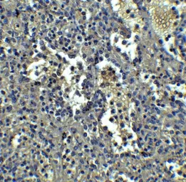 Anti-Orai1 antibody [3F6H5] used in IHC (Paraffin sections) (IHC-P). GTX17287
