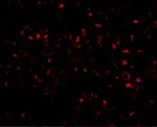 Anti-Orai1 antibody [6D11A11] used in IHC (Paraffin sections) (IHC-P). GTX17289