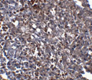 Anti-Orai1 antibody [6D11A11] used in IHC (Paraffin sections) (IHC-P). GTX17289