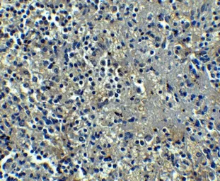 Anti-Orai1 antibody [6D11A11] used in IHC (Paraffin sections) (IHC-P). GTX17289