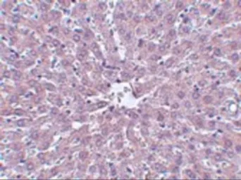 Anti-IRAK1 antibody [8F1A7] used in IHC (Paraffin sections) (IHC-P). GTX17299