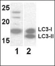 Anti-LC3A antibody [166AT1234] used in Western Blot (WB). GTX17380
