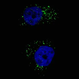 Anti-LC3A antibody [166AT1234] used in Immunocytochemistry/ Immunofluorescence (ICC/IF). GTX17380