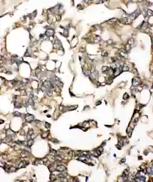 Anti-NTCP antibody used in IHC (Paraffin sections) (IHC-P). GTX17430