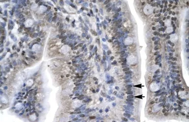 Anti-LEF1 antibody used in IHC (Paraffin sections) (IHC-P). GTX17431